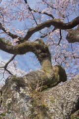 老木も一花咲かす