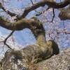 老木も一花咲かす