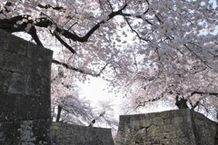 彦根城の桜