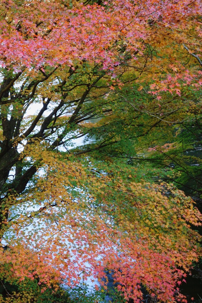 谿紅葉