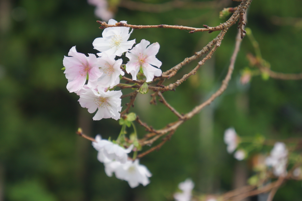 十月桜