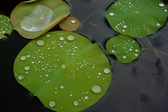 雨上がり