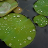 雨上がり