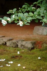 沙羅
