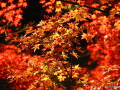 北野天満宮　紅葉苑２７