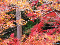 北野天満宮　紅葉苑９