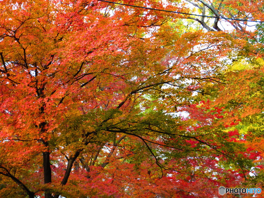 北野天満宮　紅葉苑５