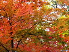 北野天満宮　紅葉苑５