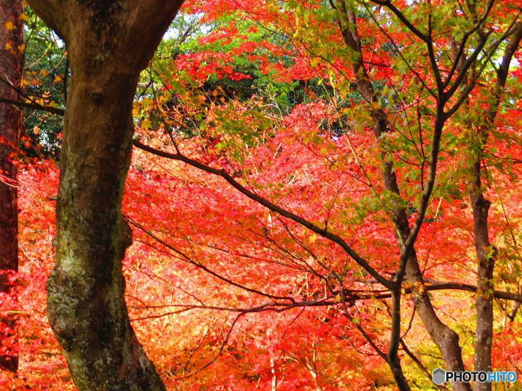 北野天満宮　紅葉苑３０