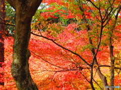 北野天満宮　紅葉苑３０
