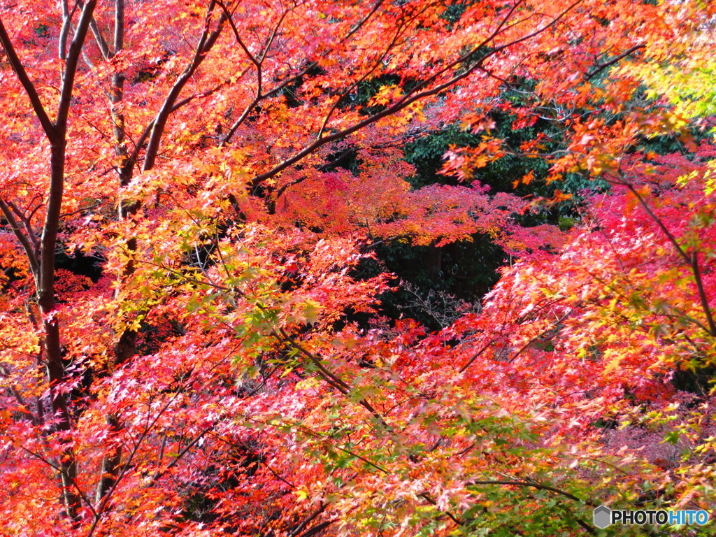北野天満宮　紅葉苑１６