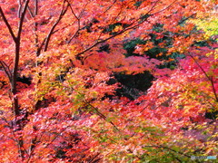 北野天満宮　紅葉苑１６