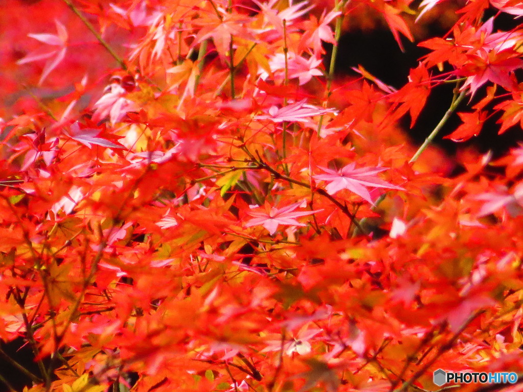 北野天満宮　紅葉苑２２