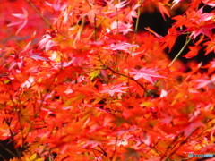 北野天満宮　紅葉苑２２