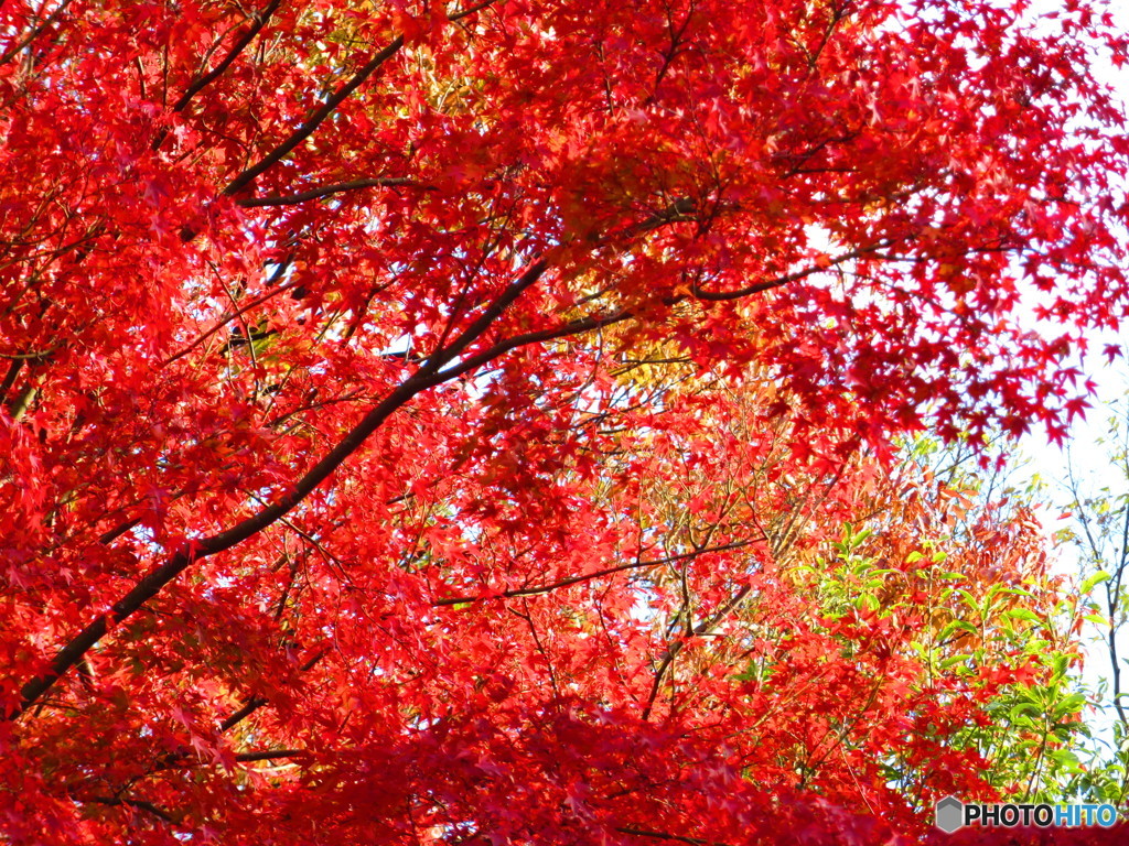 北野天満宮　紅葉苑１３