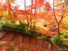 北野天満宮　紅葉苑３２