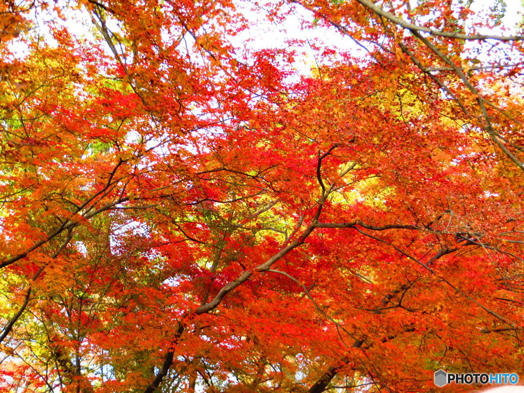 北野天満宮　紅葉苑２９
