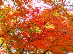 北野天満宮　紅葉苑２９