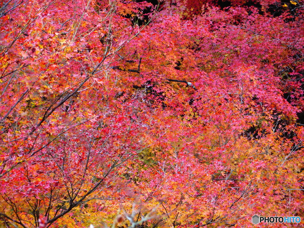 北野天満宮　紅葉苑８