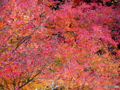 北野天満宮　紅葉苑８