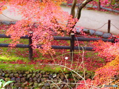 北野天満宮　紅葉苑２８