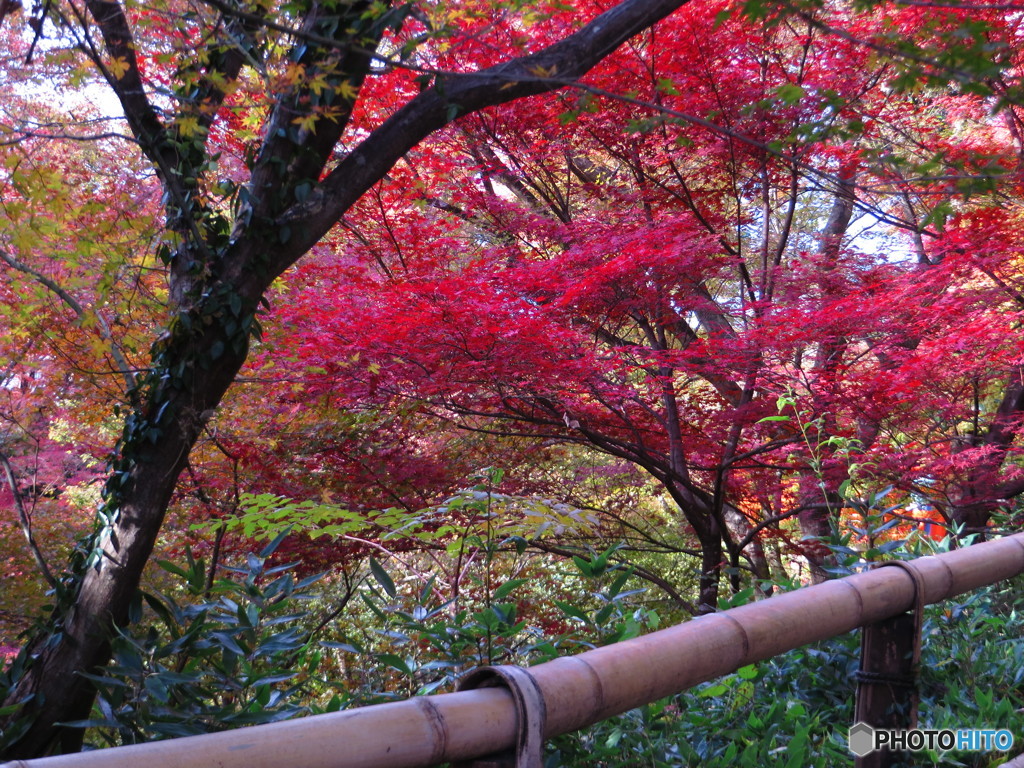 北野天満宮　紅葉苑２