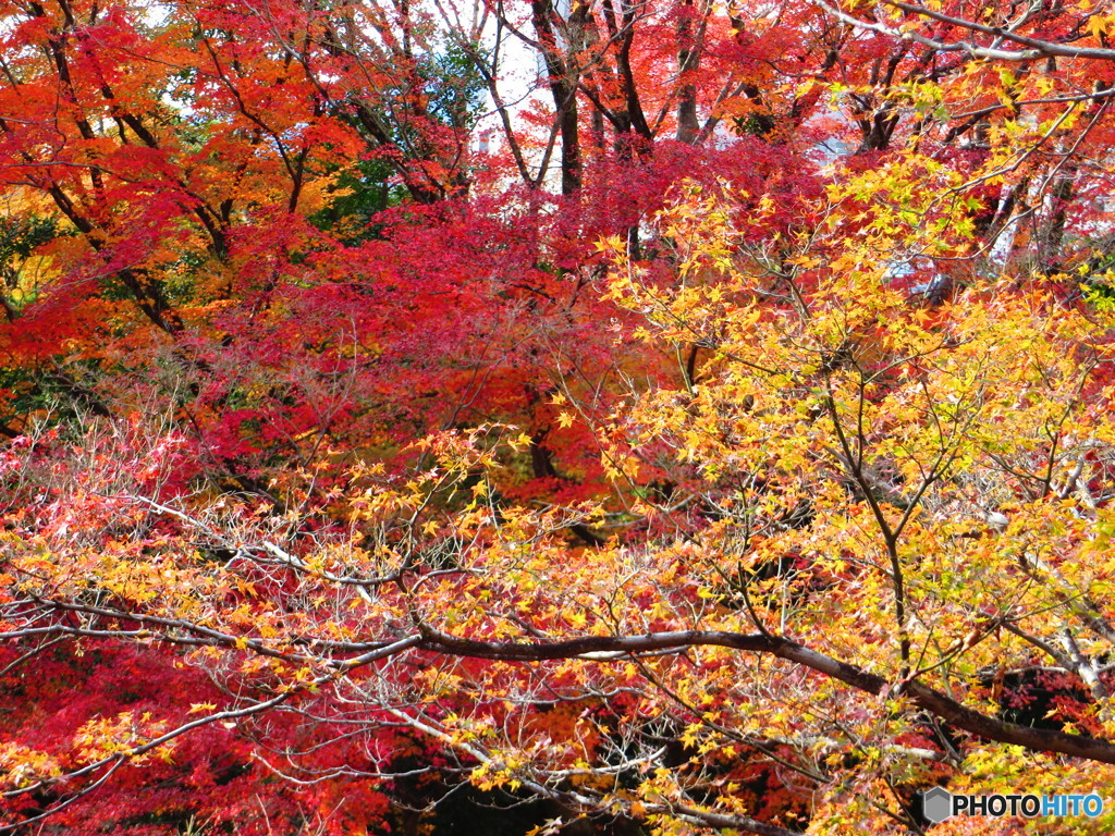 北野天満宮　紅葉苑６
