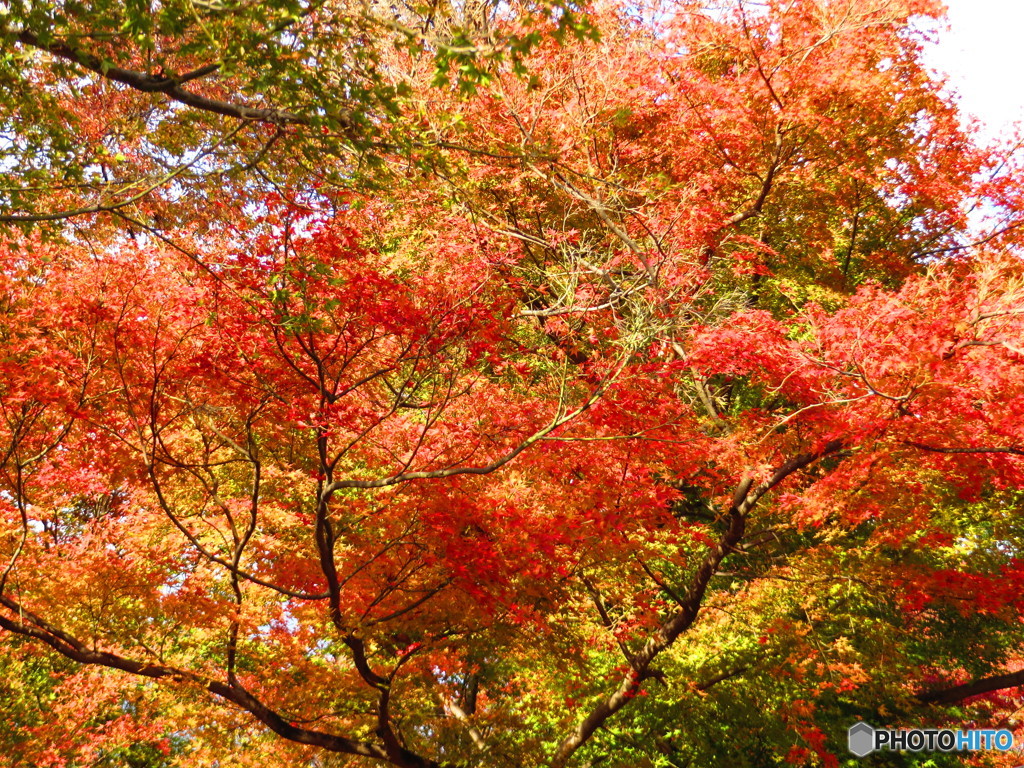 北野天満宮　紅葉苑１４