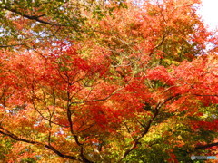 北野天満宮　紅葉苑１４