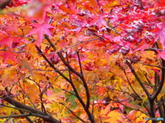 北野天満宮　紅葉苑１２