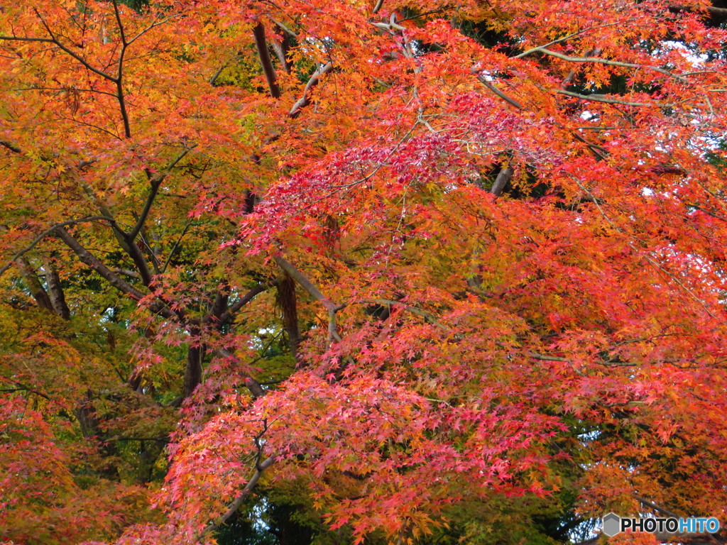 北野天満宮　紅葉苑４０