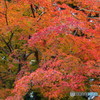 北野天満宮　紅葉苑４０
