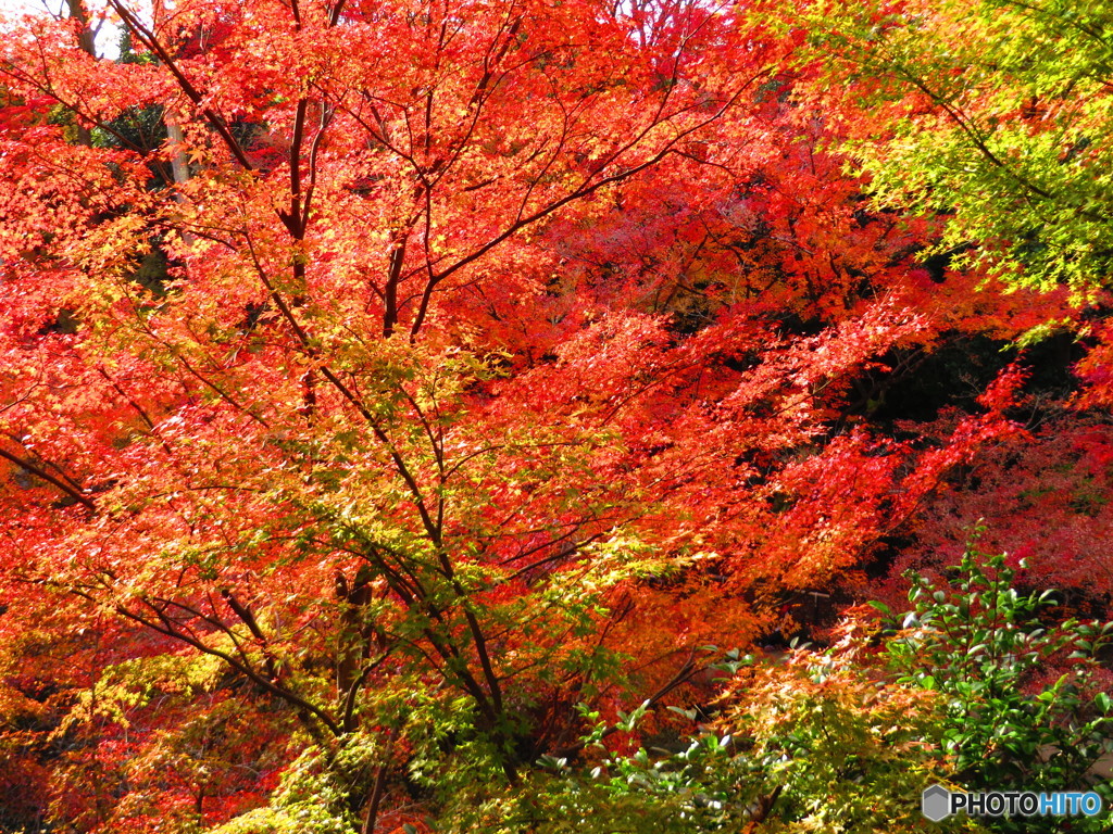 北野天満宮　紅葉苑２１