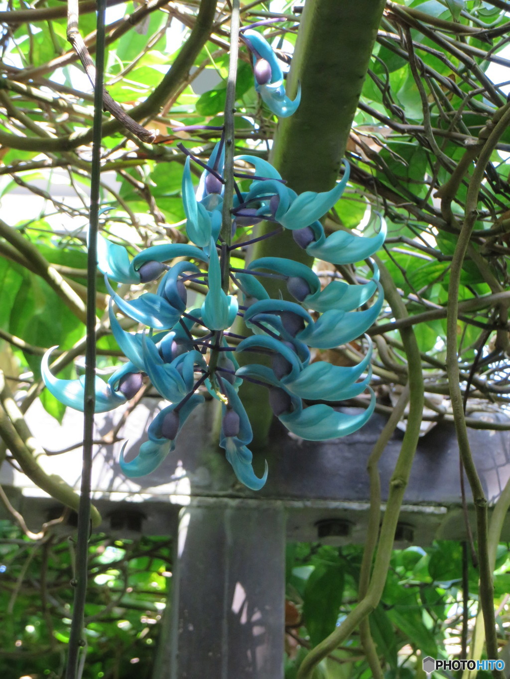 植物園１６