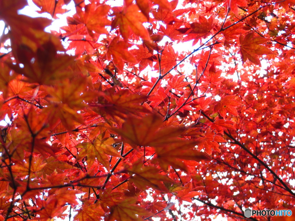 北野天満宮　紅葉苑３