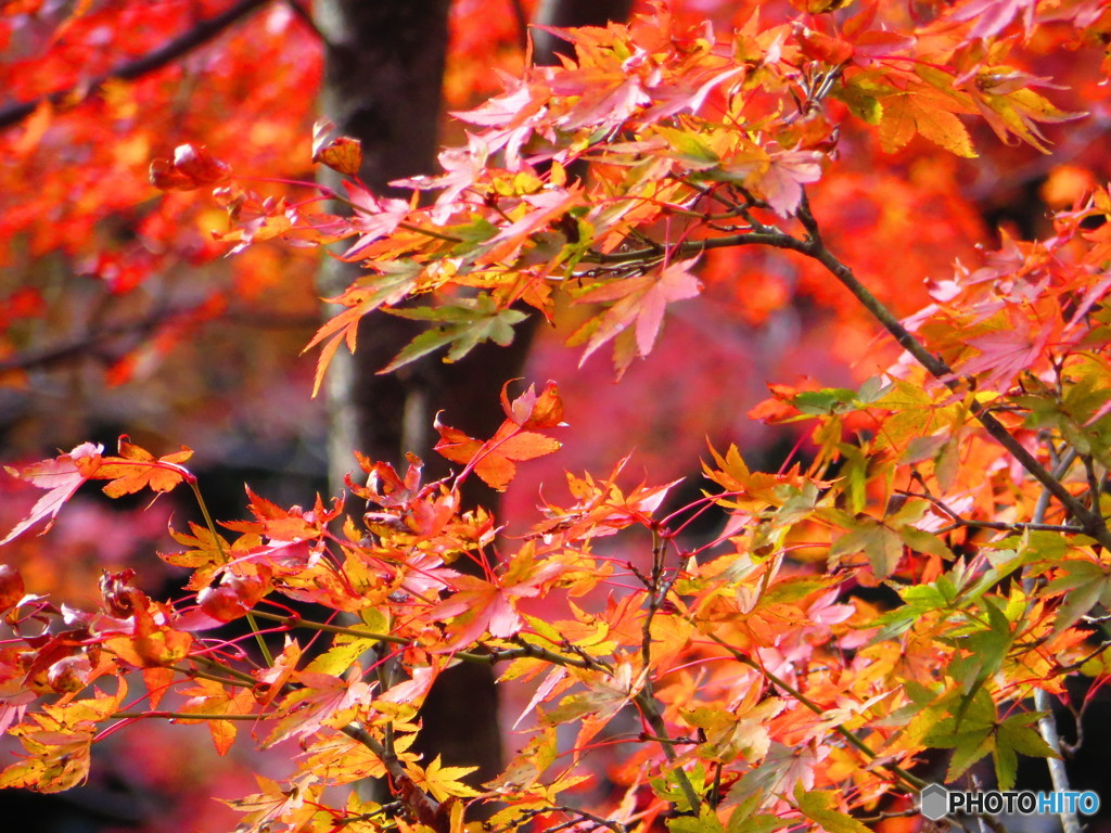 北野天満宮　紅葉苑１８