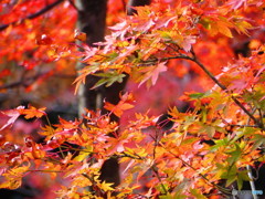 北野天満宮　紅葉苑１８