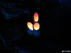竹燈夜 in 和歌山城7