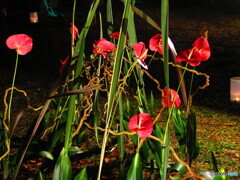 竹燈夜 in 和歌山城5