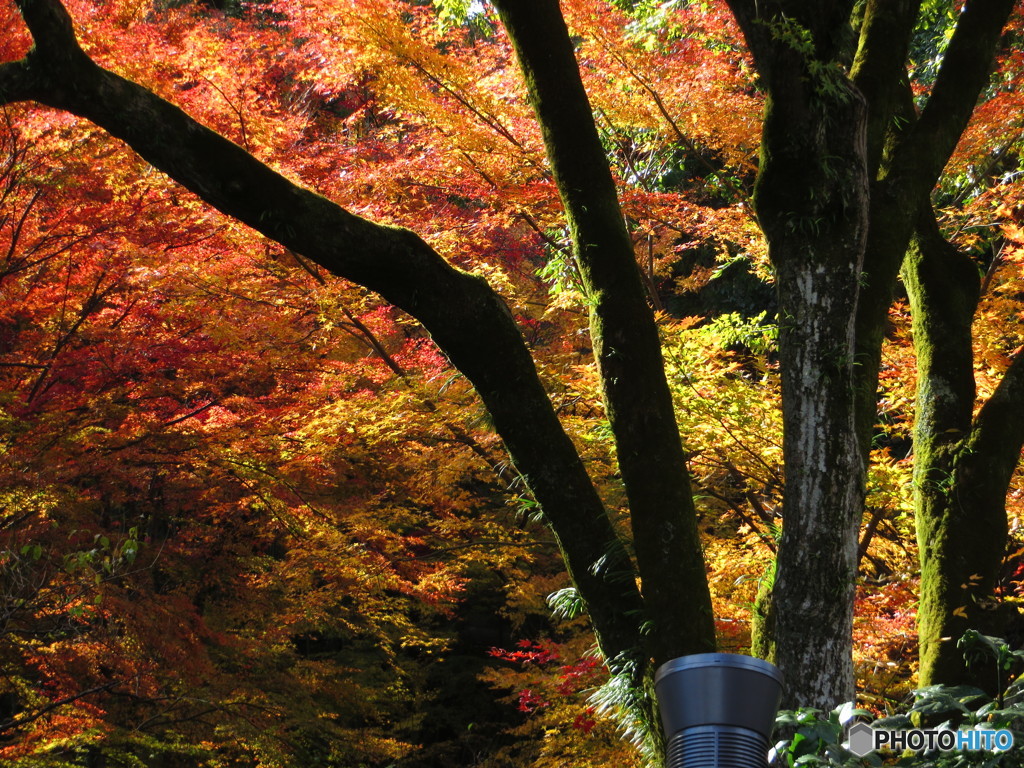 北野天満宮　紅葉苑１