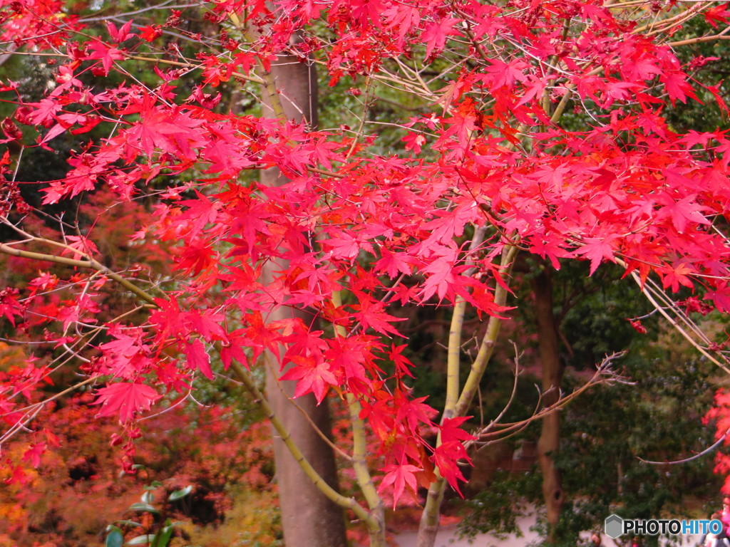 北野天満宮　紅葉苑３８