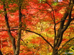 北野天満宮　紅葉苑３１