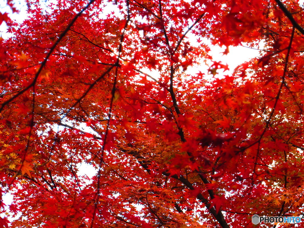 北野天満宮　紅葉苑４３