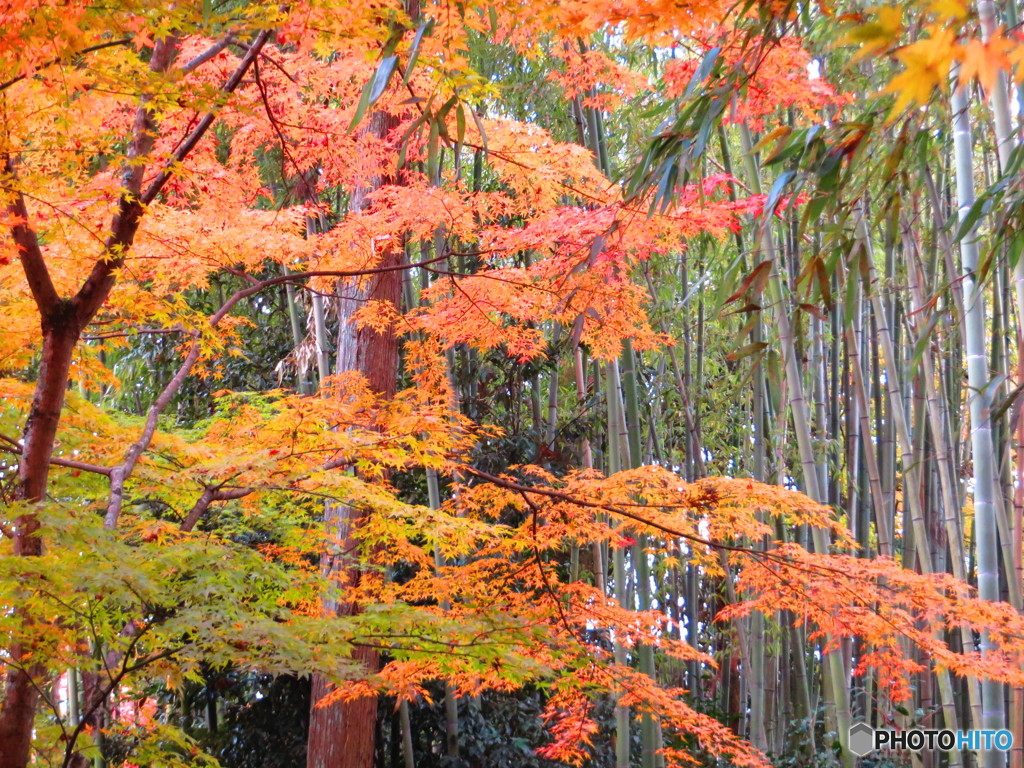 北野天満宮　紅葉苑４７