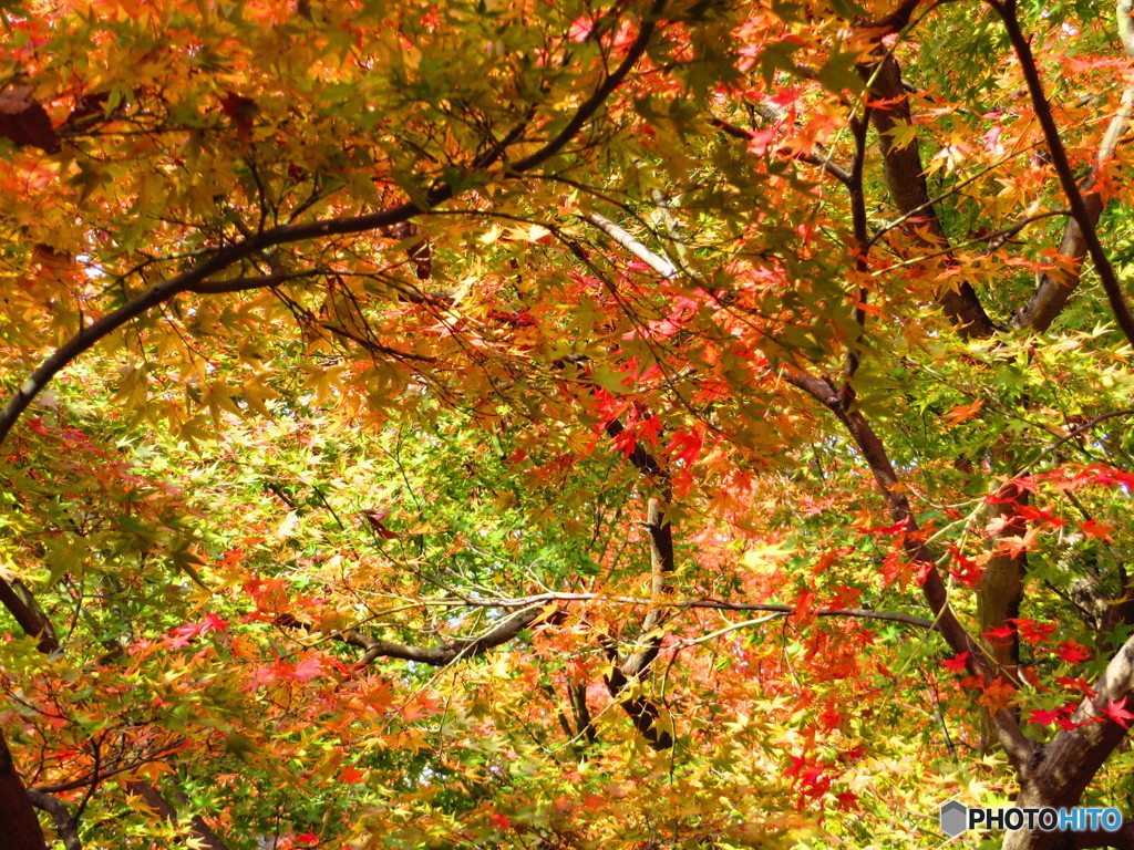 北野天満宮　紅葉苑１５