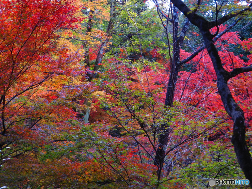 北野天満宮　紅葉苑４