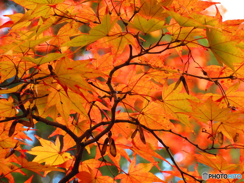 北野天満宮　紅葉苑４９