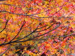 北野天満宮　紅葉苑１１