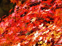 北野天満宮　紅葉苑２４