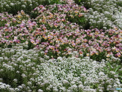 植物園１